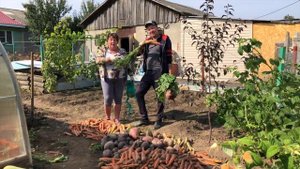 Супер урожай свёклы и морковки. Размеры впечатляют)) Лучшие сорта свёклы и моркови.