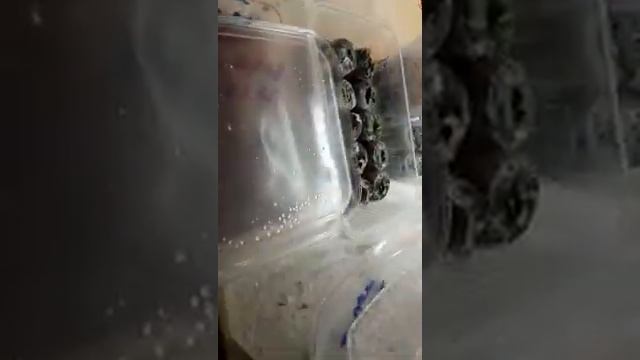 8 февраля 2020 г Обзор земляники Барон Солемахер. смотреть онлайн