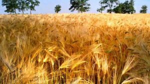 И.А.Бунин - Помню долгий зимний вечер.