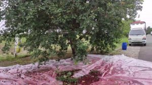 Урожай 2021 Вишня сорт "Шпанка"