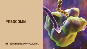 Рибосомы