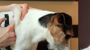 Все о породе ДЖЕК РАССЕЛ Терьер!