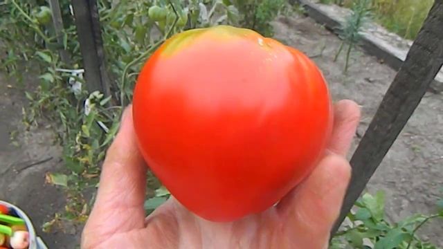 Томат Сердце Мавра. смотреть онлайн