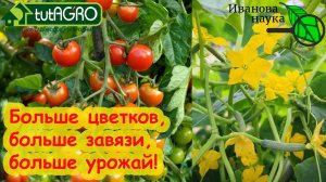 ЕЩЁ БОЛЬШЕ ЦВЕТКОВ, ЕЩЕ БОЛЬШЕ ЗАВЯЗЕЙ на ТОМАТАХ, ОГУРЦАХ, ПЕРЦАХ и БАКЛАЖАНАХ. Всё по-простому.