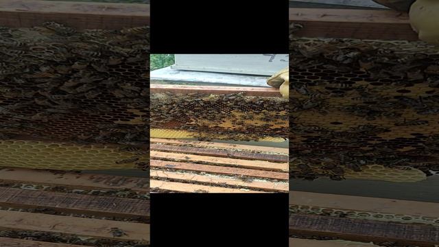 Опоздали расширить пчелосемью