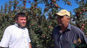 Лучший способ определить срок уборки яблок. Обзор ситуации в саду на 14 сентября.