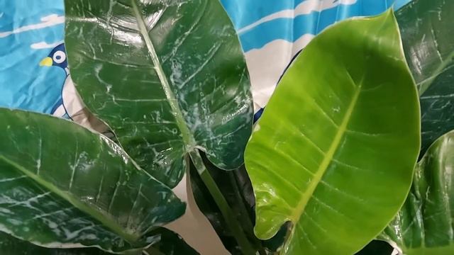 Новые растения: что я делаю сразу после приобретения смотреть онлайн