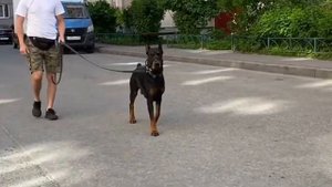 Недоуздок для собаки FULLSTOP, фирма BADDI