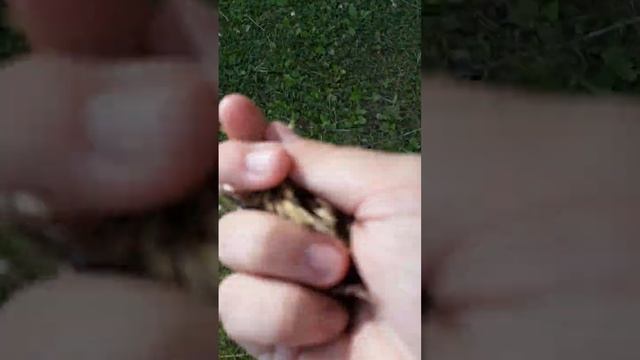 лайфхак как бесплатное без хлеба покормить уток смотреть онлайн