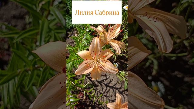 Лилия сорт Сабрина.🌷