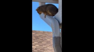 🇺🇸Дикая БЕЛКА🐿️ к нам пришла в гости.Американец ловил 🐿️сачком.Котята счастливы были увидеть чудо🐿️