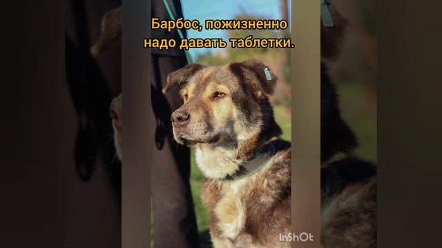 Бездомные животные нуждаются в нас.