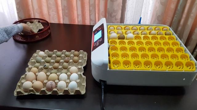 Инкубация яиц Аям чемани, кеклик, золотой, серебристый, обычный фазан, брама и китайская шелковая.