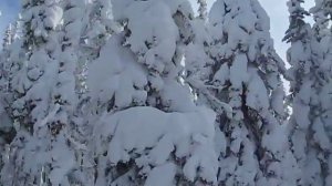 По тайге на МТЛБ