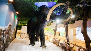 Выставка "Мамонт и его окружение" в музее "Ледниковый период". Крокус Экспо. Москва. #музей #москва