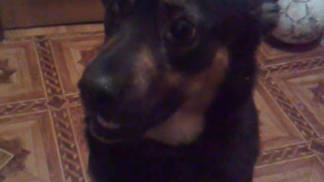 Говорящая собака \ Dog speaking смотреть онлайн