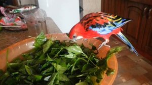 Попугай розелла прикол! Parrots rosella