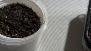 Астильба из семян. Пикировка