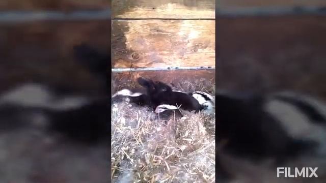 Новорожденные крольчата