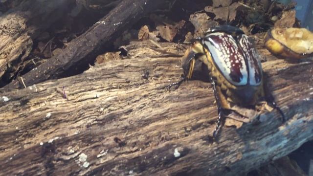 Жук-Голиаф ( Goliathus Goliatus)