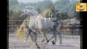 ТОП!!! 5 самых выносливых лошадей