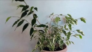 Ficus Benjamina Variegata or Weeping Fig Tree Part 01 | Plant Vlog 287