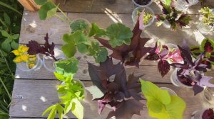 Черенкование колеусов