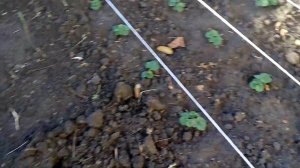 Клубника Гармония размер ягоды в ноябре состояние маточника и наш маленький помощник