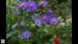 Fujifilm XC 50-230mm F4.5-6.7 OIS II