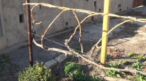 Дневник виноградаря - 2. Обрезка неукрывного винограда.