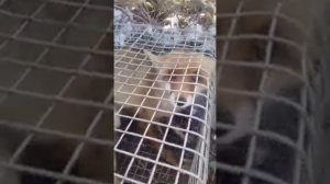 В живоловушку поймалась лиса