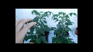 ???ТОМАТЫ КОМНАТНЫЕ ! ВЫРАЩИВАНИЕ ОТ СЕМЯН ДО ПЛОДОВ ! How to grow indoor tomatoes
