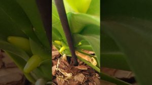 Как растёт цветонос у орхидеи фаленопсис.