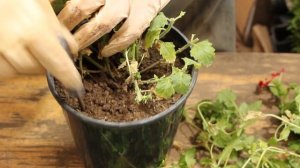 ВЕРБЕНА Empress Sun Red Вегетативная. Черенкую Ампельную, бархатисто тёмно — красную  КрасоткУуу)))