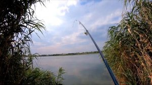 КЛЮНУЛ ТРОФЕЙНЫЙ САЗАН ОНЛАЙН. РЫБАЛКА В СЕКРЕТНЫХ МЕСТАХ