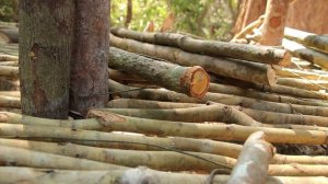 Строительство дома из листьев джунглей