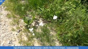 ТЫСЯЧЕЛИСТНИК ЛЕЧЕБНЫЕ СВОЙСТВА (ПОЛЕЗНЫЕ), применение, польза для мужчин, женщин | Солдатская трав