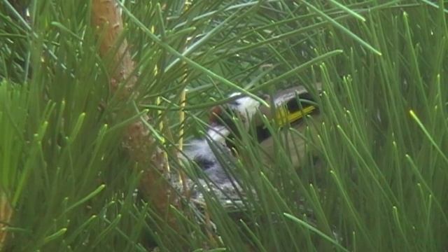 goldfinch nesting смотреть онлайн