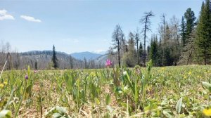 Алтай кожон! Jараш кожон! Цветы и горы