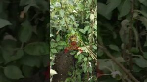 Многосортовые деревья .Дерево сад.Ответы на основные вопросы.