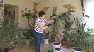 ДРАЦЕНА. Размножение растения. Посадка укоренившихся черенков. Боковые побеги драцены.