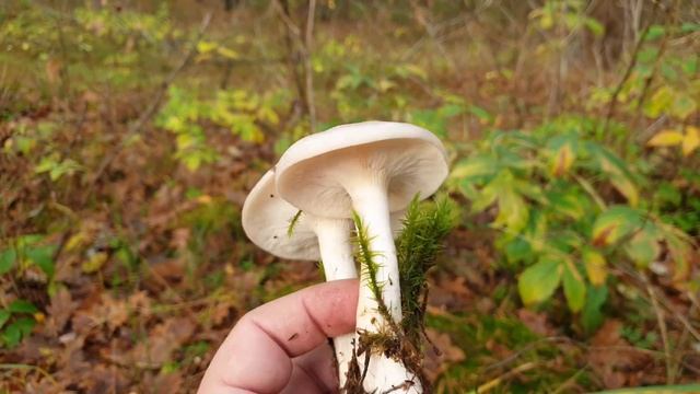 Лесная прогулка по грибы ! Маслята и рядовки ! Грибы в октябре ! Грибы 2019 ! смотреть онлайн