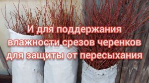 Как сохранить черенки голубики до посадки? Для чего мох сфагнум?
