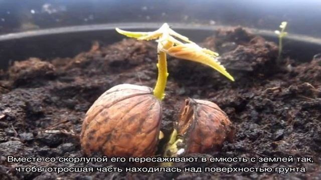 Как правильно прорастить грецкий орех в домашних условиях и пересадить его в грунт смотреть онлайн