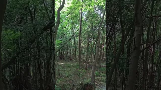 ?? Утро в лесу, пенее птиц смотреть онлайн