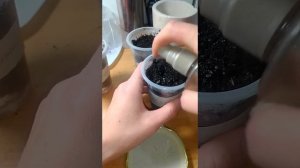 Сесбания из семян, посев в домашних условиях. Сесбания Меконг