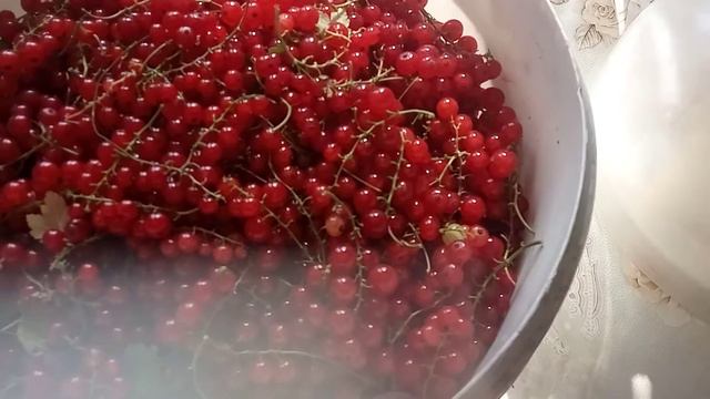 Сбор красной смородины.