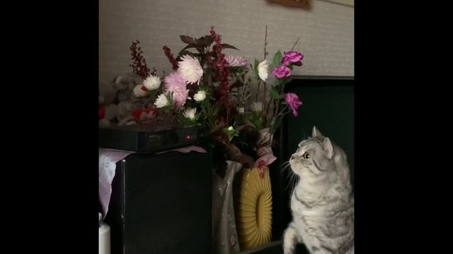 Наш кот ест только -кошачий корм, свежую говядину и цветы смотреть онлайн