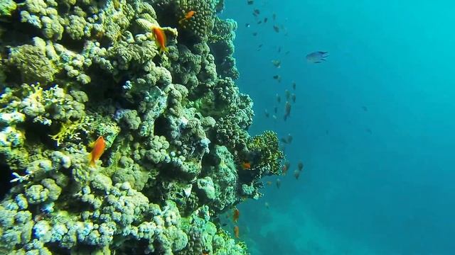 Red Sea by GoPro Hero 3.mp4 смотреть онлайн