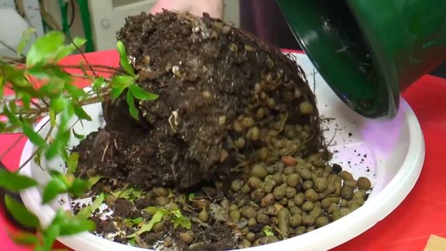 Выпуск 2 заболевания комнатных растений